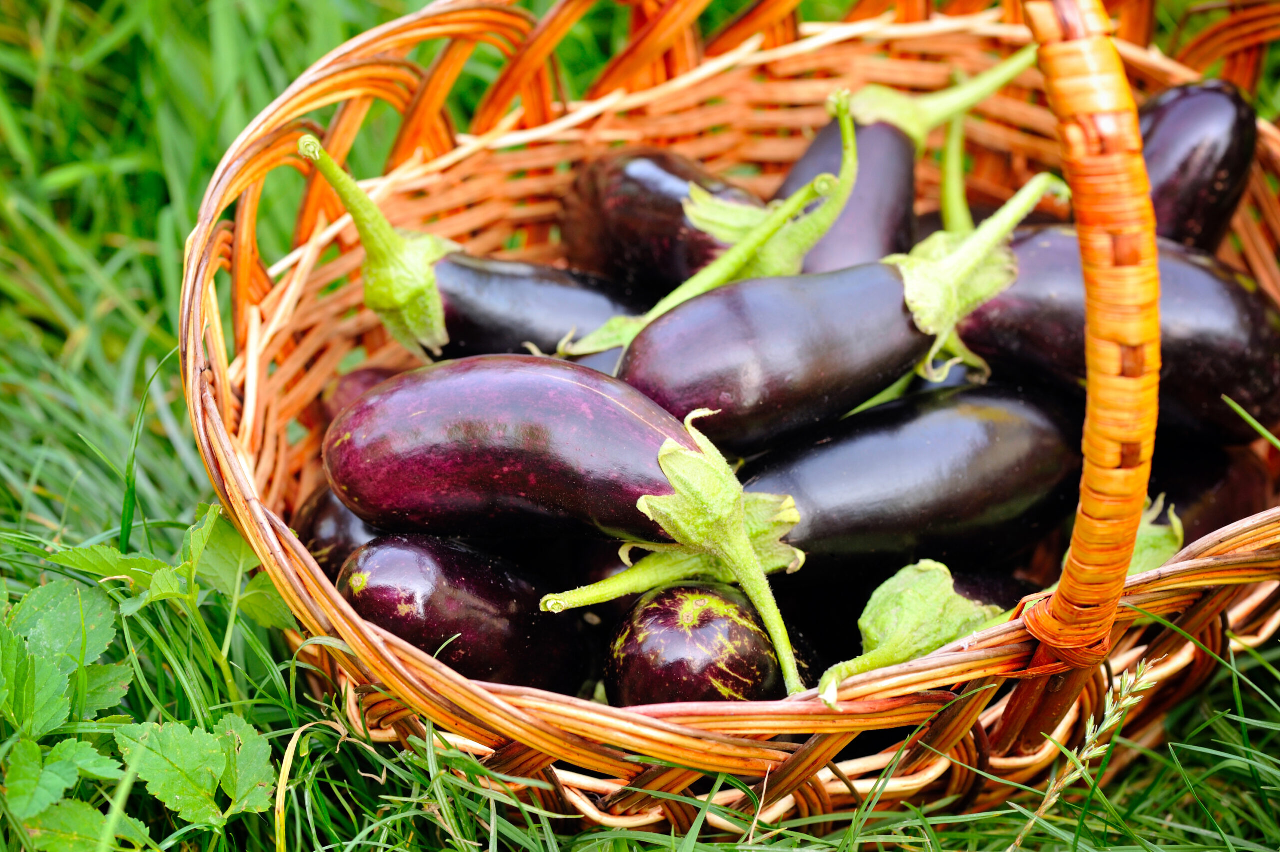 Benefits of include Brinjal into your daily diet